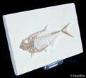 Detailed / Inch Diplomystus Fossil Fish #3091-2